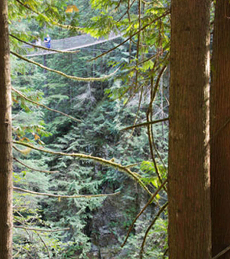 Two people overlooking the tall trees from the Capilano Suspension Bridge in North Vancouver